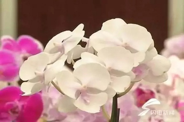 1棵价值2000万的花,被人偷走了! 1棵价值2000万的花,被人偷走了!