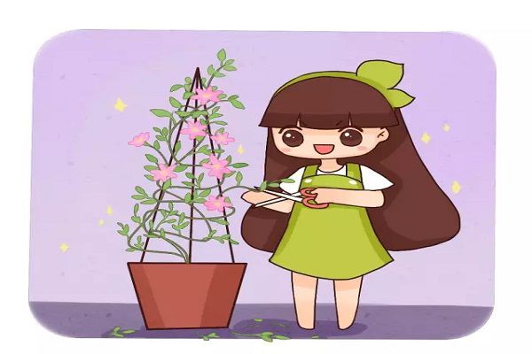 狠心给花一剪刀,竟让它疯狂开花不黄叶! 狠心给花一剪刀,竟让它疯狂开花不黄叶!