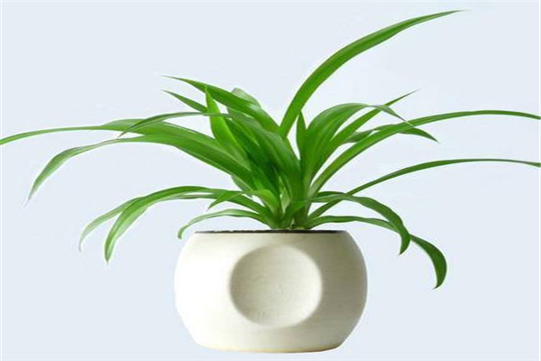家中种满这类植物,一年四季绿意不断! 家中种满这类植物,一年四季绿意不断!