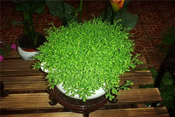 青龙草盆栽这么养,又绿又壮! 青龙草盆栽这么养,又绿又壮!