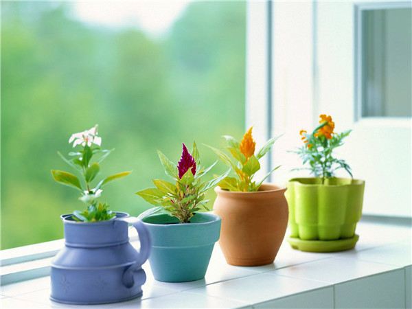 花卉植物过冬方法大全! 花卉植物过冬方法大全!