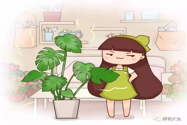 这6种花最“吸毒”,养一盆让你更健康! 这6种花最“吸毒”,养一盆让你更健康!