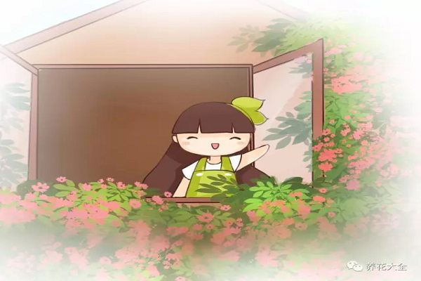 这5种花,室内光照不好,也能养成花海瀑布! 这5种花,室内光照不好,也能养成花海瀑布!
