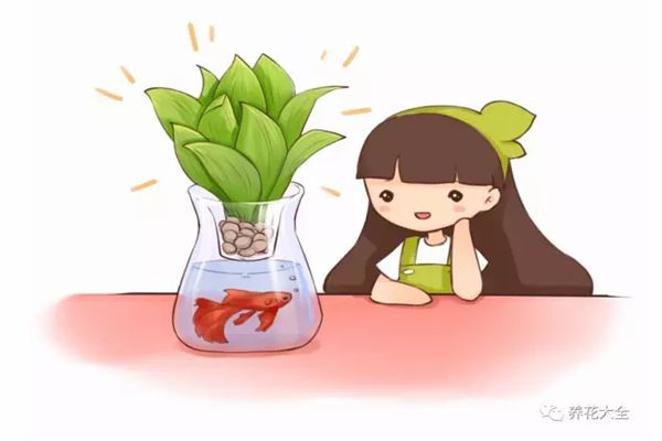 水培瓶里加点它,不黄叶不烂根,蹭蹭疯长! 水培瓶里加点它,不黄叶不烂根,蹭蹭疯长!
