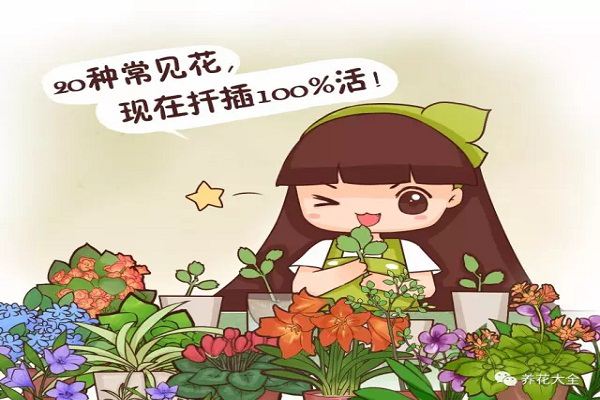 20种常见花,现在扦插100%活! 20种常见花,现在扦插100%活!