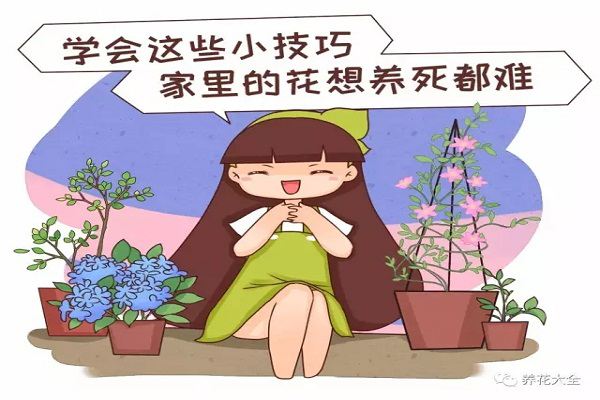 学会这20个小技巧,家里的花想养死都难! 学会这20个小技巧,家里的花想养死都难!