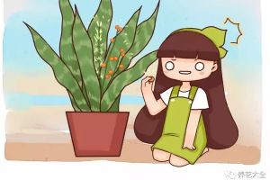 虎皮兰文竹这么养，不仅年年开花，还结满果子！