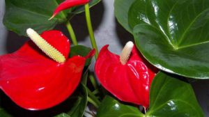 红掌多久浇一次水