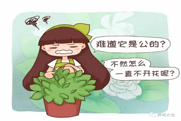 难道我家的花是公的?为啥光长叶子不开花? 难道我家的花是公的?为啥光长叶子不开花?