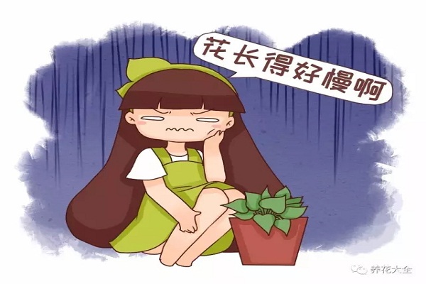 花不长个太急人,学我这么养,疯长100米! 花不长个太急人,学我这么养,疯长100米!