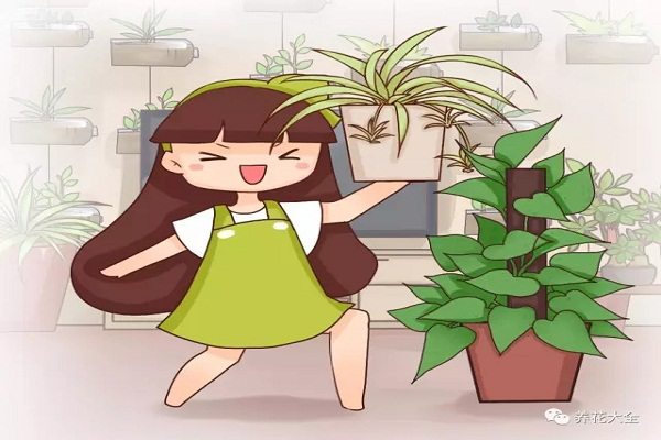 养花摆对位置,才能聚财挡灾,摆错了… 养花摆对位置,才能聚财挡灾,摆错了…