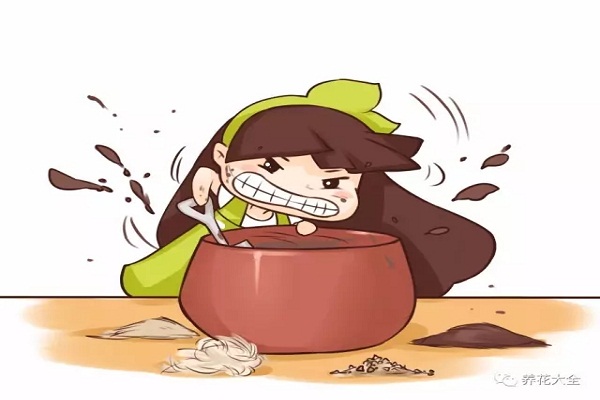 盆里没点儿料,花草死翘翘! 盆里没点儿料,花草死翘翘!