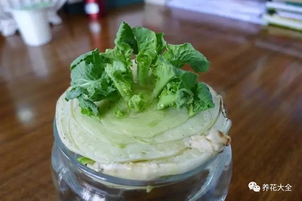 现在谁还买花,捡点剩菜就能种出大花园! 现在谁还买花,捡点剩菜就能种出大花园!
