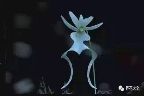 我打赌!认识这些花让你比别人厉害10000倍! 我打赌!认识这些花让你比别人厉害10000倍!