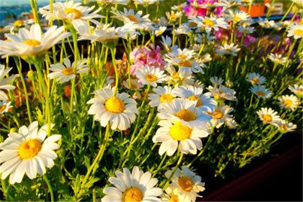 秋季怎么给花卉浇水? 秋季怎么给花卉浇水?