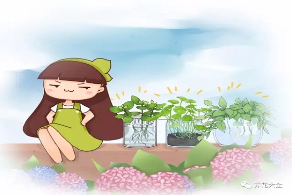 花不活就丢水里,5天生根,根粗得像指头! 花不活就丢水里,5天生根,根粗得像指头!
