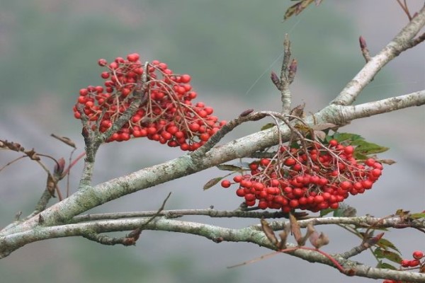花楸怎么种植? 花楸怎么种植?