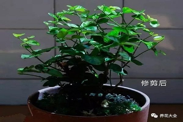 这些花趁着刚入秋赶紧修剪,花骨朵冒不停 这些花趁着刚入秋赶紧修剪,花骨朵冒不停
