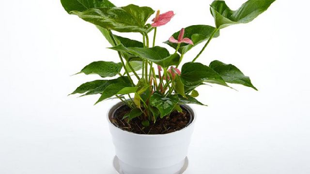 如何给花卉施肥 如何给花卉施肥
