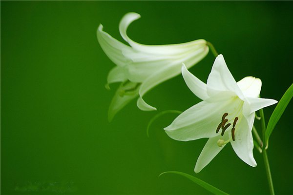 花卉缺肥的几种表现 花卉缺肥的几种表现
