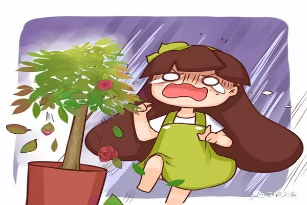 家里的花总是黄叶,表姐只用1招就解决了! 家里的花总是黄叶,表姐只用1招就解决了!