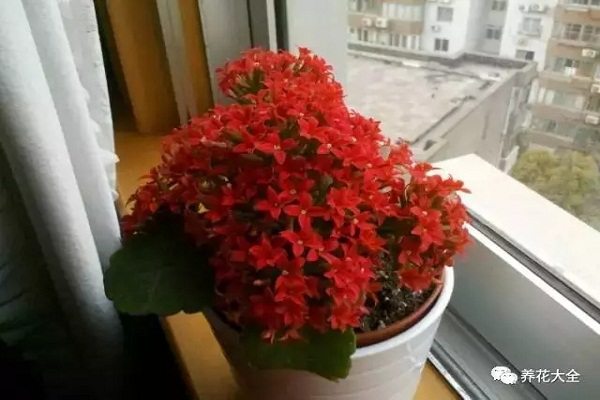 家里的花千万别摆这儿,小心破财招祸! 家里的花千万别摆这儿,小心破财招祸!