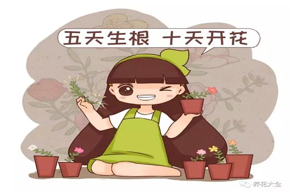 还在花钱买花,人家不用一分钱一盆变多盆 还在花钱买花,人家不用一分钱一盆变多盆