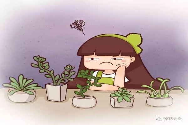 花老蹿个不开花,教你4招,分分钟美回来! 花老蹿个不开花,教你4招,分分钟美回来!