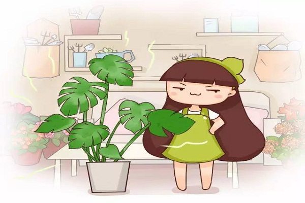 杀菌消毒去甲醛,就得靠这10种花! 杀菌消毒去甲醛,就得靠这10种花!