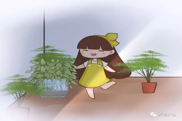 放在卫生间也能花开不断!这些花特别耐阴 放在卫生间也能花开不断!这些花特别耐阴