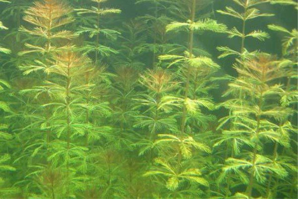 菹草的治理方法 菹草的治理方法