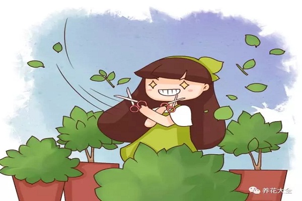 不会剪?不敢剪?怪不得你的花越长越残! 不会剪?不敢剪?怪不得你的花越长越残!