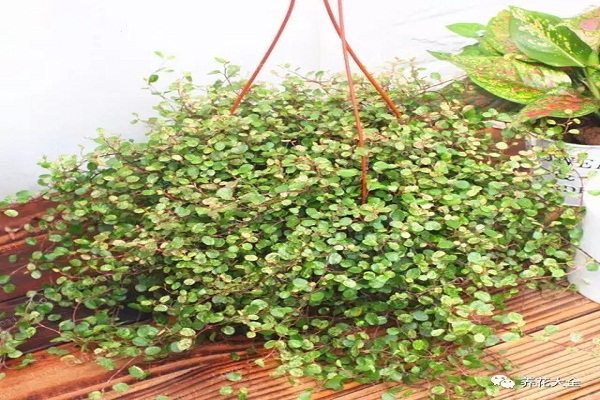 这13种花草爱疯长,随便养养整个屋子都装不下! 这13种花草爱疯长,随便养养整个屋子都装不下!