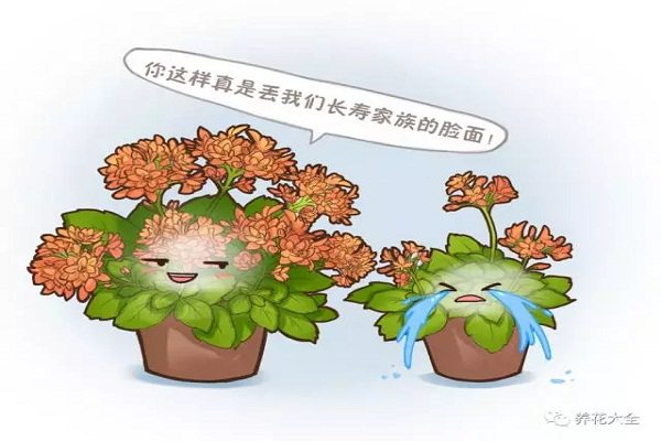 学了这几招,长寿能开大半年,花比叶子都多! 学了这几招,长寿能开大半年,花比叶子都多!
