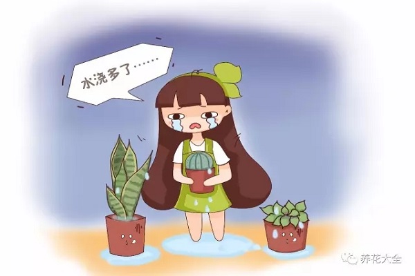 这20种花越旱越好养,水一多就死! 这20种花越旱越好养,水一多就死!