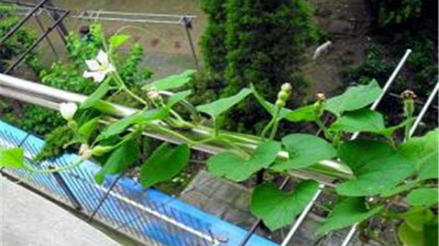 阳台怎么种植小葫芦 阳台怎么种植小葫芦