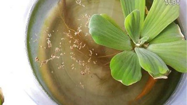 水芙蓉怎么养 水芙蓉怎么养