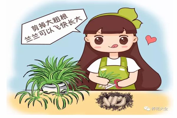 花老发黄长得慢,根上做个小手术,呼呼长! 花老发黄长得慢,根上做个小手术,呼呼长!