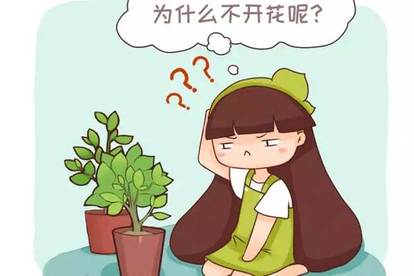 家庭养花不开花怎么办?盘点常见12种花卉促花方法! 家庭养花不开花怎么办?盘点常见12种花卉促花方法!