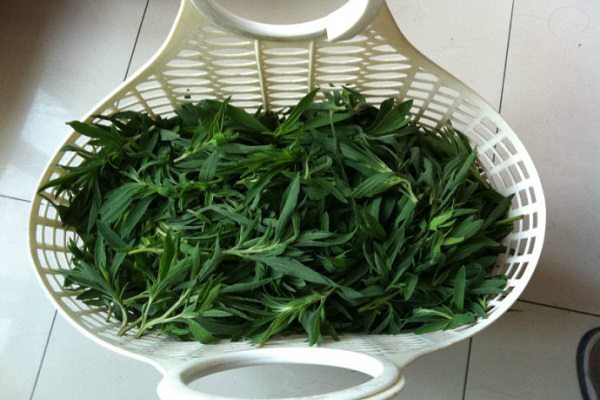 扫帚菜的吃法 扫帚菜的吃法