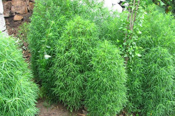 扫帚菜的功效与作用 扫帚菜的功效与作用