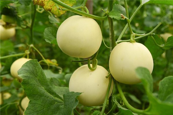 阳台种植香瓜的方法 阳台种植香瓜的方法