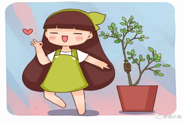 姐姐在枝条上裹了块卫生纸,5天就生根,1盆变成10盆花! 姐姐在枝条上裹了块卫生纸,5天就生根,1盆变成10盆花!