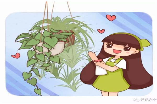 盘点15种吊起来养的花,好看又好养! 盘点15种吊起来养的花,好看又好养!