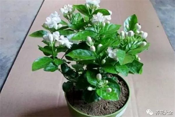 花怎么养长得快?十个绝招就搞定 花怎么养长得快?十个绝招就搞定