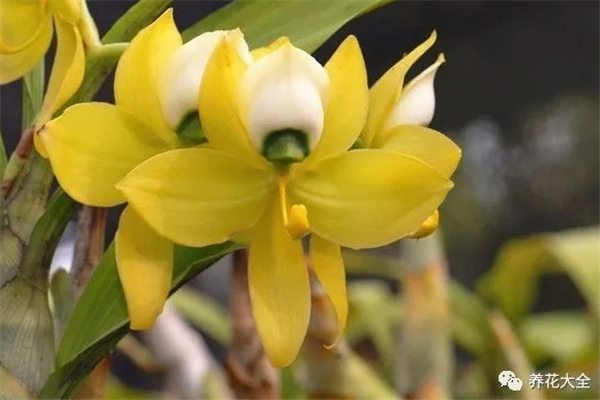 罕见的花有哪些?见过其中5个算你厉害 罕见的花有哪些?见过其中5个算你厉害