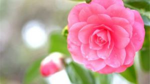 茶花怎么修剪？