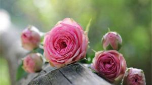 玫瑰怎么浇水？