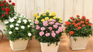 蔷薇花盆栽如何养？
