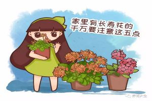 养长寿花注意这5点，才能长命百岁，开成大花球！